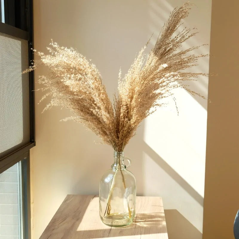 Dried Pampas Grass Home Decor Plant